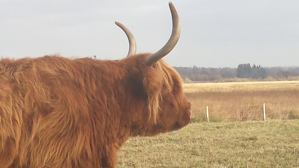 Scotland Paradise Relax By Shooting Club Kirriemuir * Balintore (Angus)